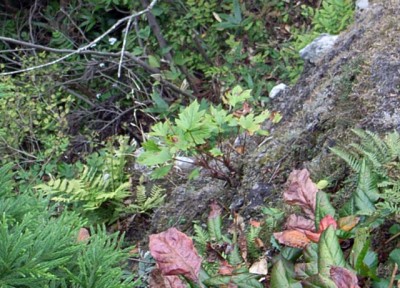 R0010596 のコピー