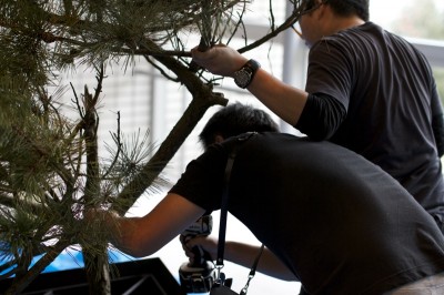 インパクトで枝を固定します